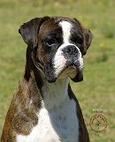 Boxer 9P41D-077